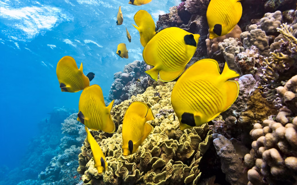 Private Snorkeling on The Red Sea