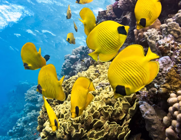Private Snorkeling on The Red Sea