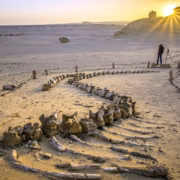 El Fayoum Travel Guide: Best Things to Do-Tours & Hidden Gems-Book Egypt Travel